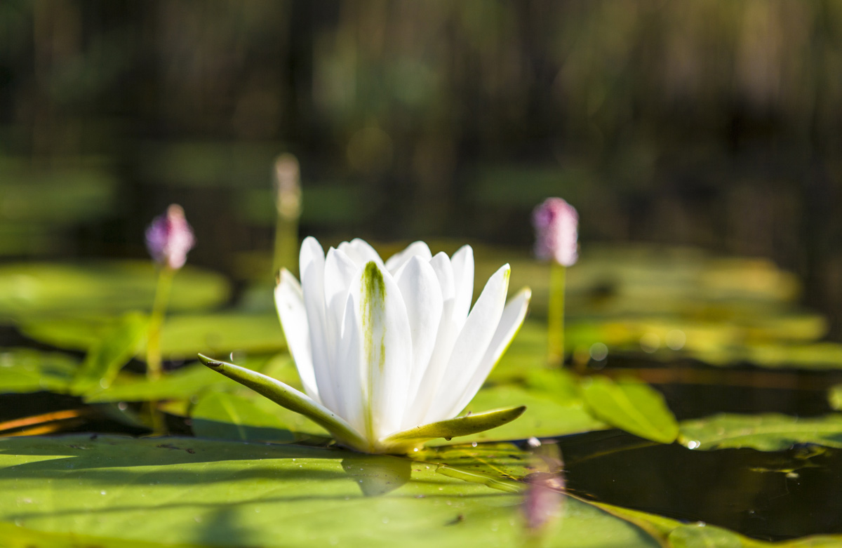 photo "***" tags: nature, macro and close-up, 