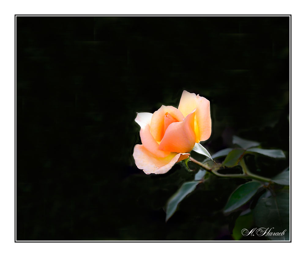 фото "***" метки: природа, лето, цветы