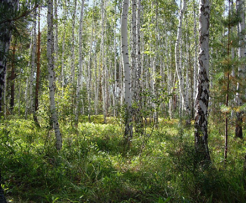 photo "Mushroom place" tags: landscape, birches, light