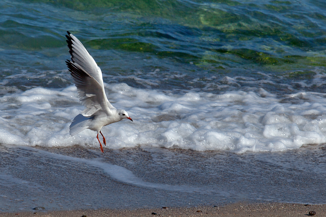 photo "Dancing in the air" tags: nature, bird, sea