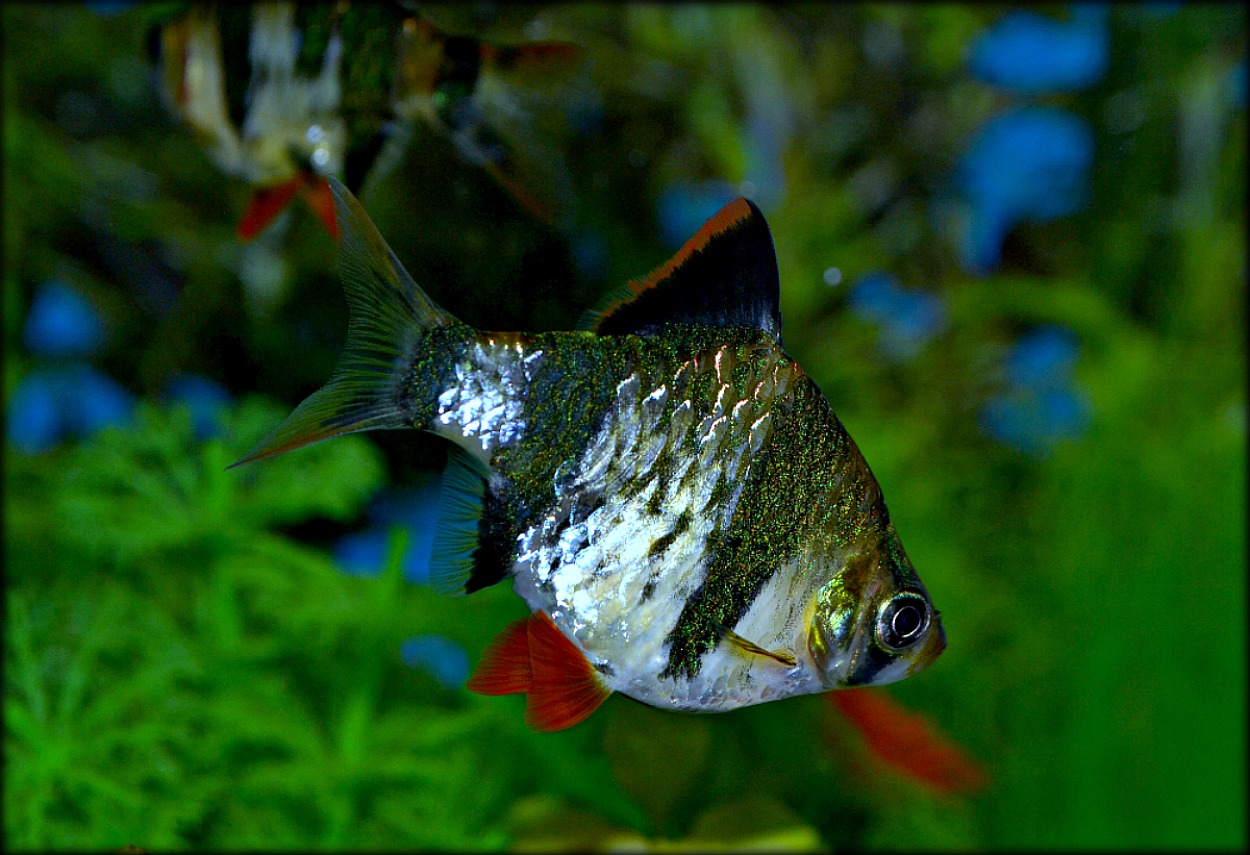 photo "mahseer" tags: macro and close-up, nature, fish