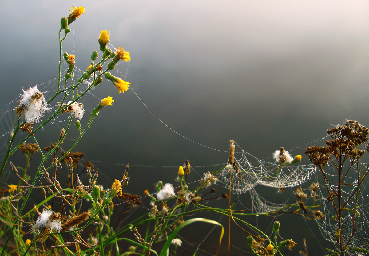 photo "... Fall .." tags: macro and close-up, 