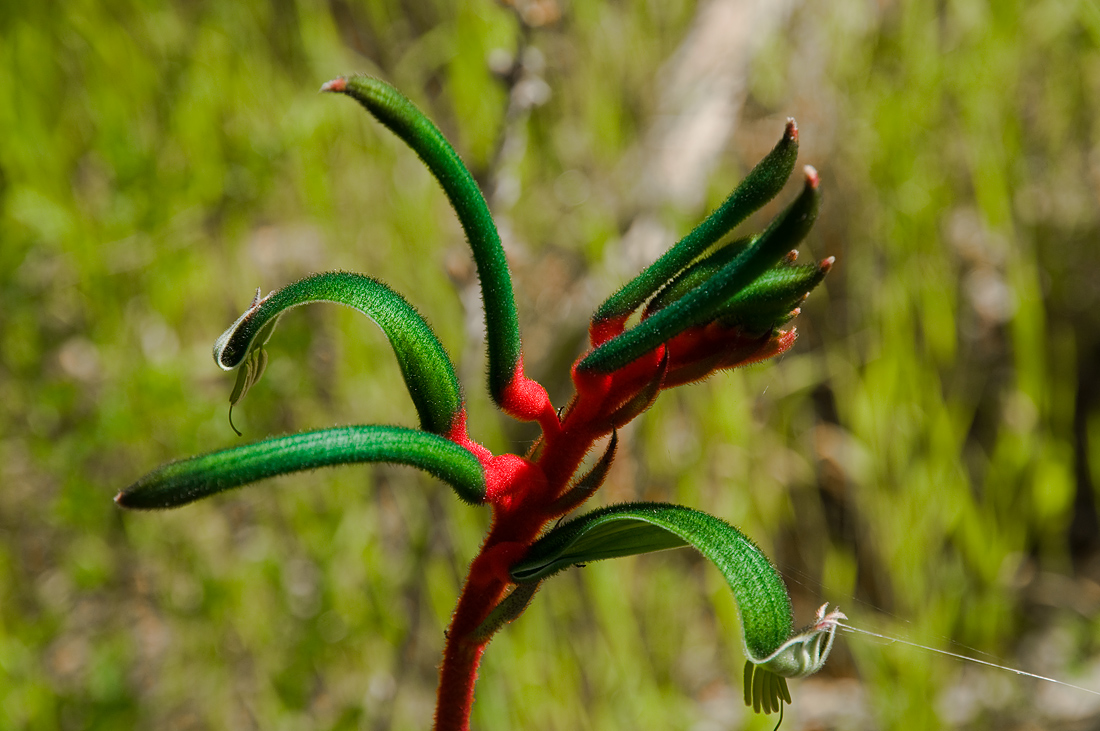 photo "Kangaroo paws" tags: nature, flowers