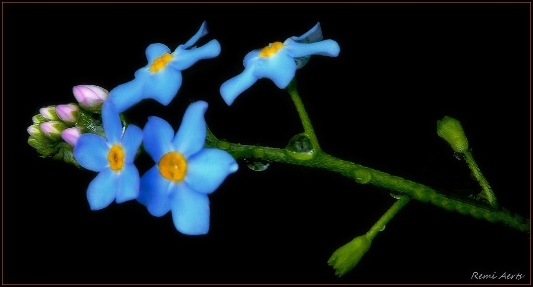 photo "***" tags: nature, macro and close-up, 
