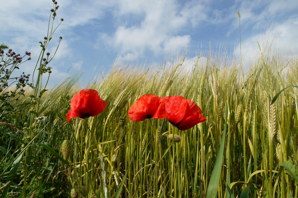 photo "3 in Red" tags: nature, 