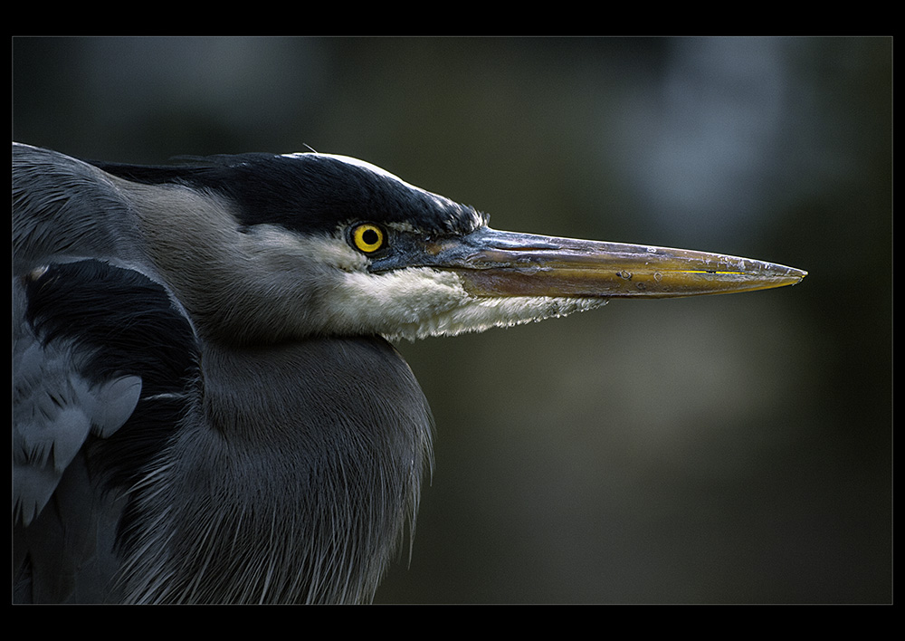 фото "Great Blue Heron" метки: природа, 