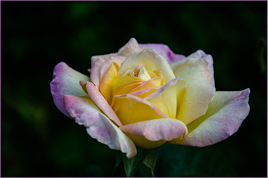 photo "***" tags: nature, flowers, summer