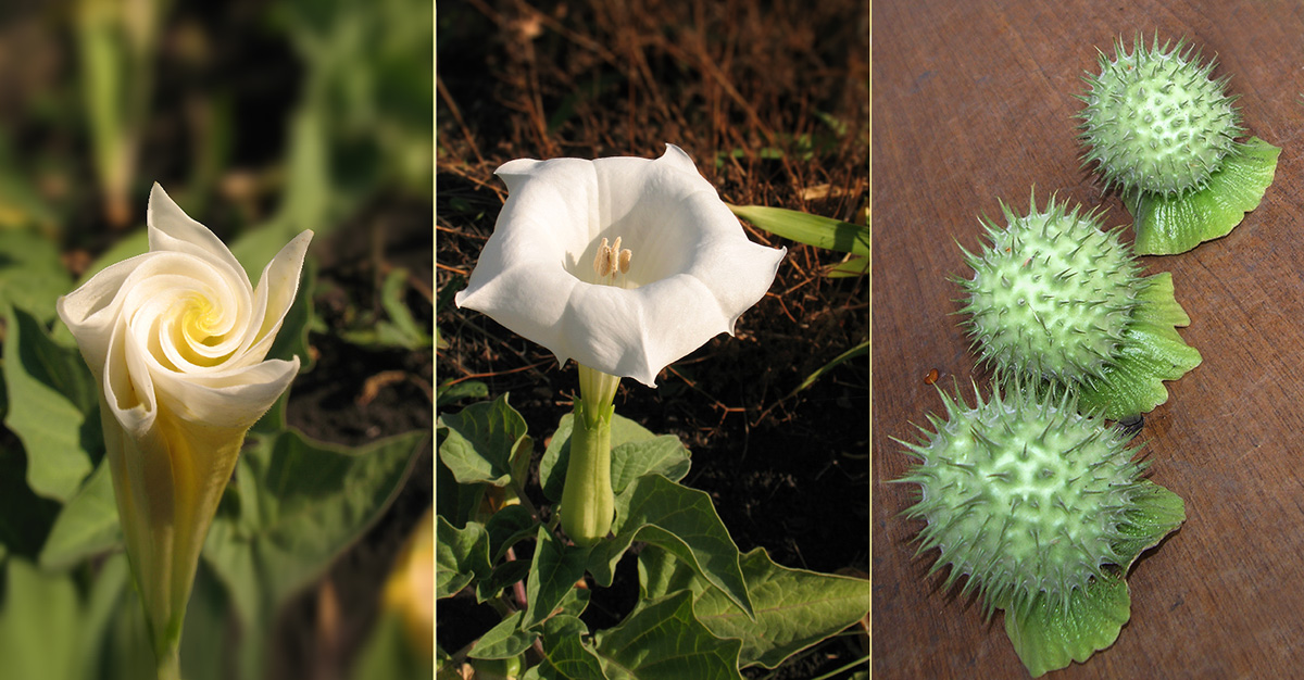 photo "Datura, a triptych" tags: nature, plant, флора