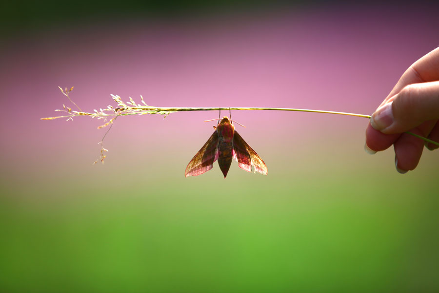photo "***" tags: macro and close-up, крски, мотылёк