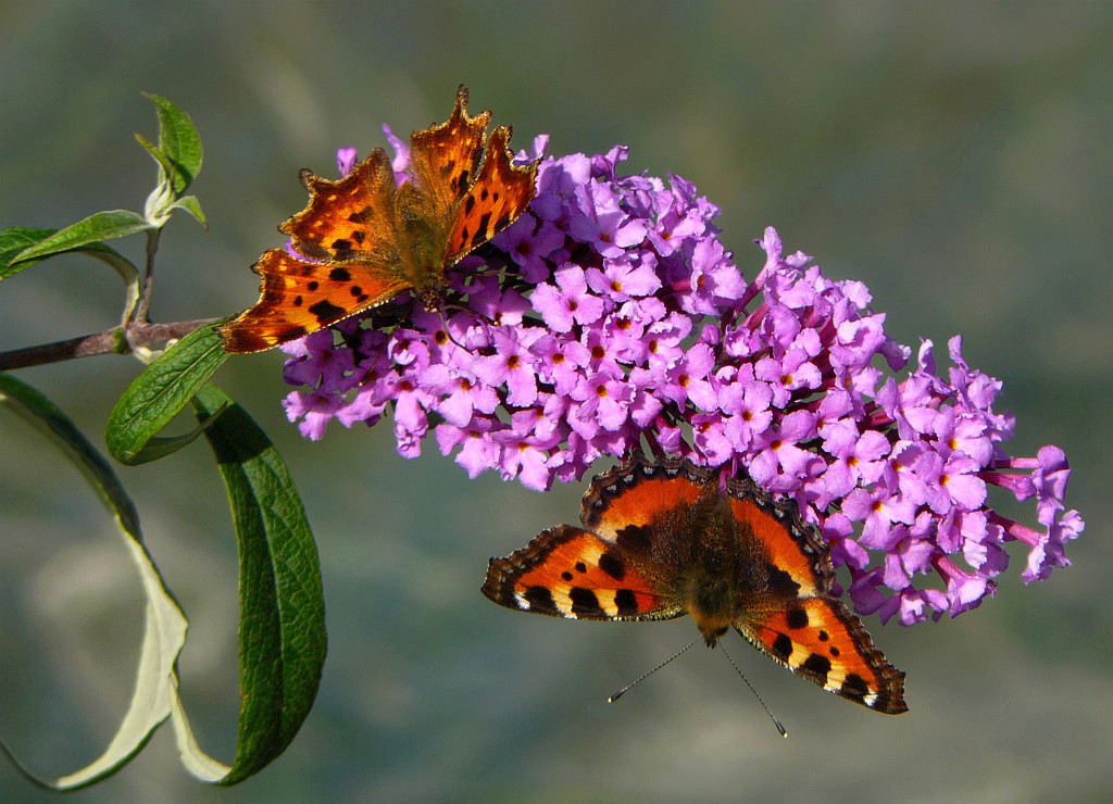 photo "Autumn buttrfly" tags: macro and close-up, nature, autumn, flowers, insect