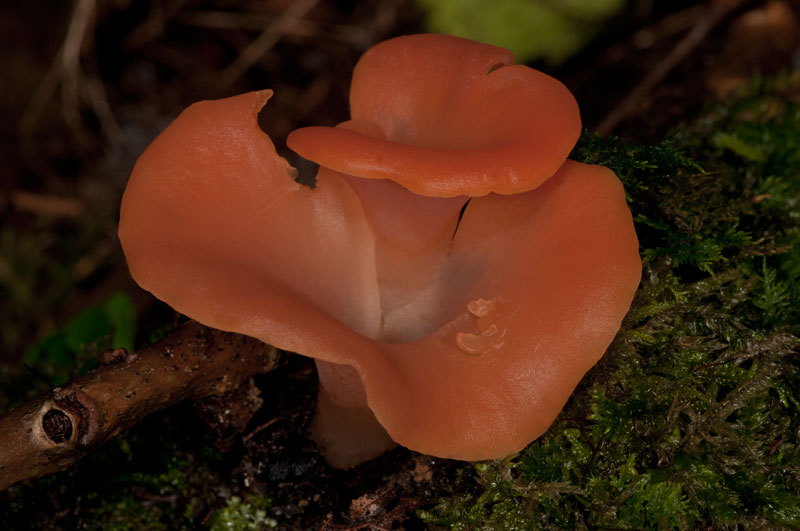 photo "***" tags: macro and close-up, Tremiscus helvelloides