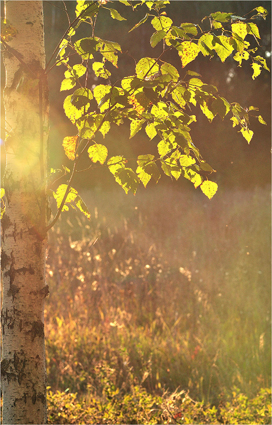 фото "Вот и лето прошло..." метки: природа, закат, лес, осень