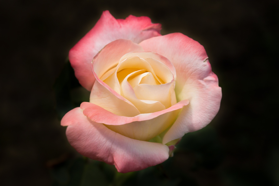 photo "***" tags: nature, macro and close-up, flowers, rose, summer