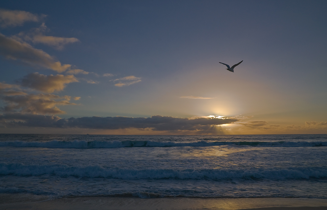 photo "Evening" tags: landscape, beach, bird, clouds, sea, sunset