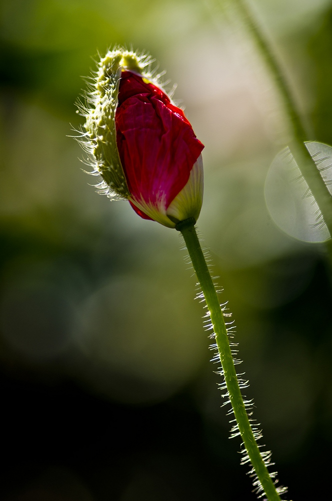 photo "***" tags: macro and close-up, nature, flowers, summer