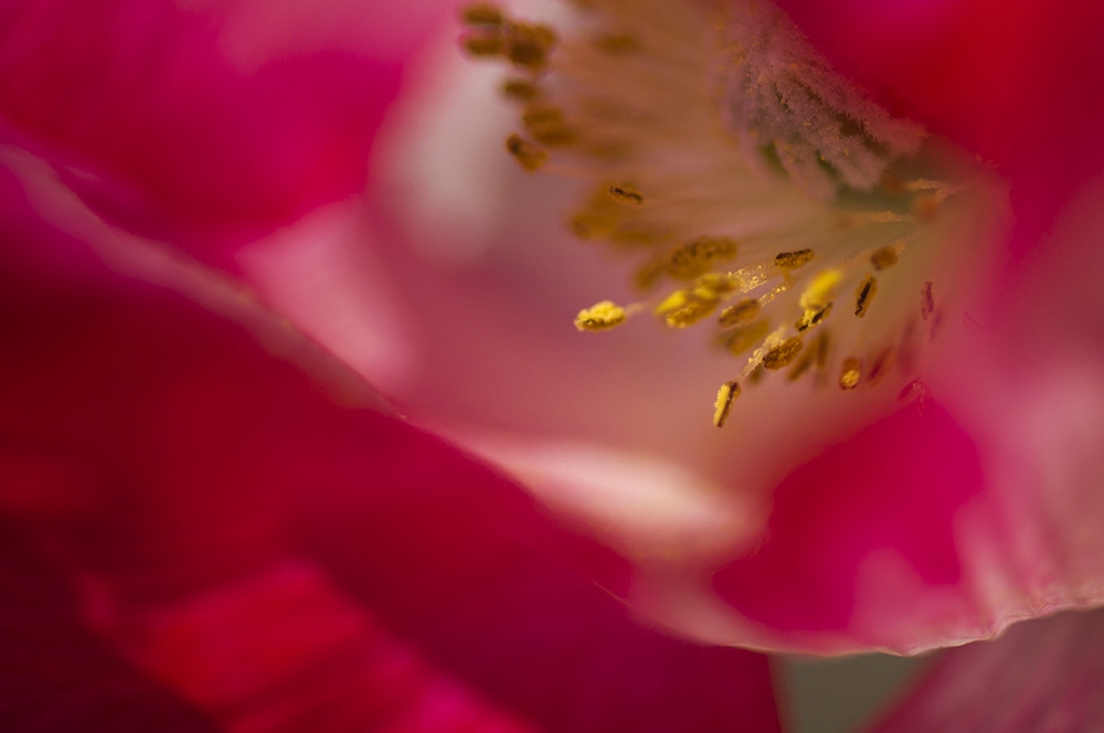 photo "***" tags: macro and close-up, nature, flowers, summer