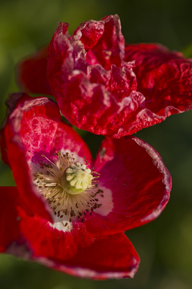 photo "***" tags: macro and close-up, nature, flowers, summer