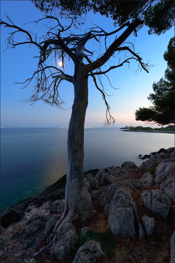 photo "***" tags: landscape, nature, Europe, Majorca, Moon, Spain, coast, evening, night, rocks, sea, summer, sunset, tree, water, корни