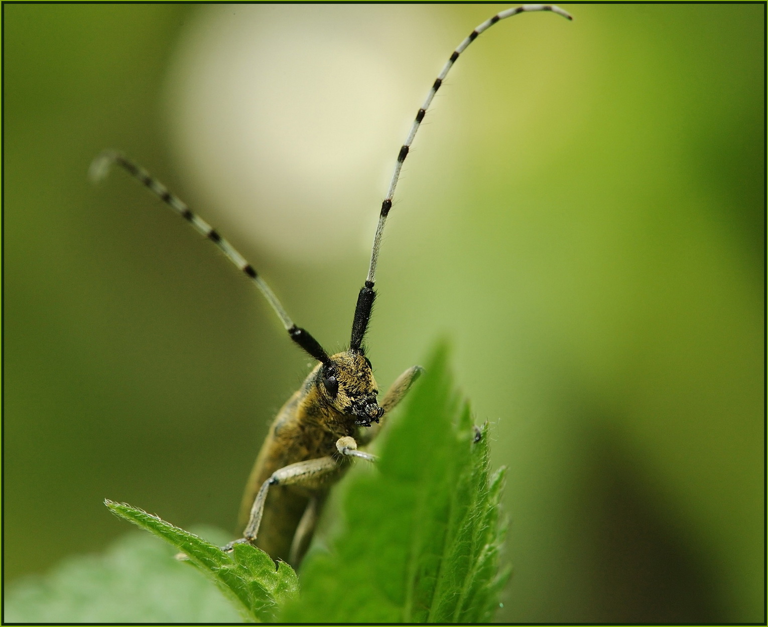 photo "***" tags: macro and close-up, forest, insect