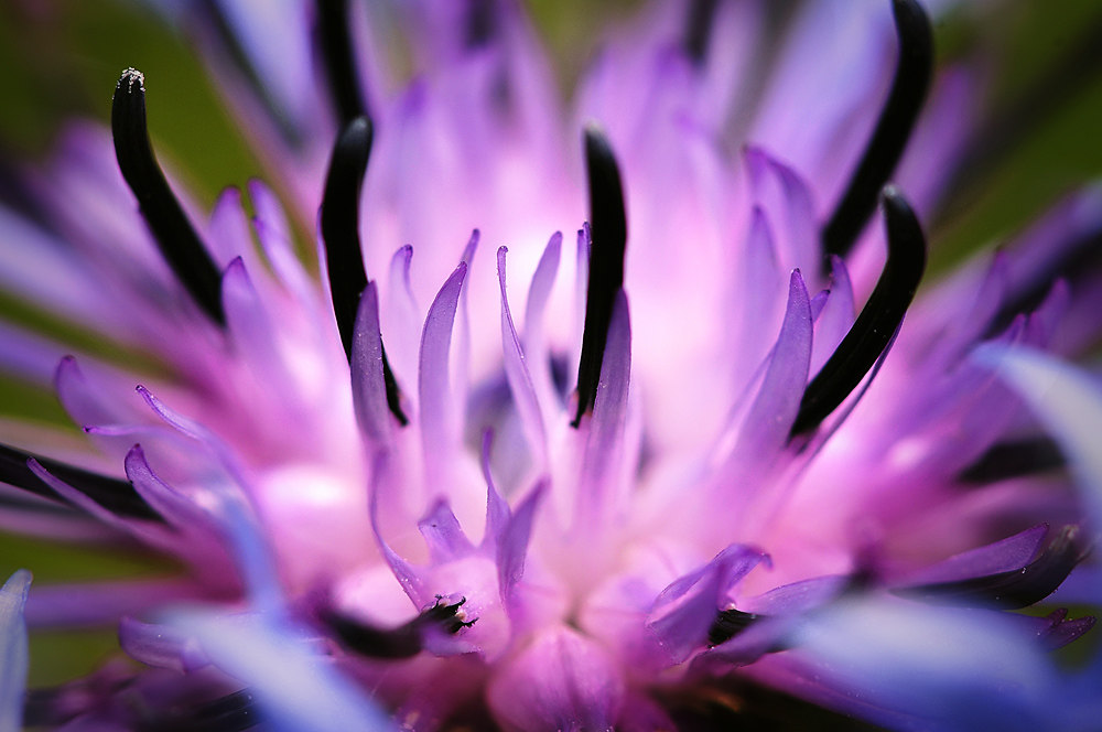 photo "***" tags: macro and close-up, flowers, summer