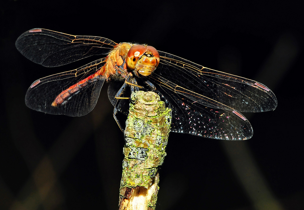 photo "***" tags: macro and close-up, insect, summer, стрекоза