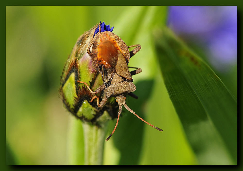 photo "***" tags: macro and close-up, nature, field, insect, summer, клоп