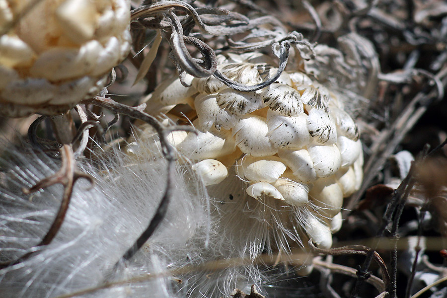 photo "***" tags: macro and close-up, nature, 