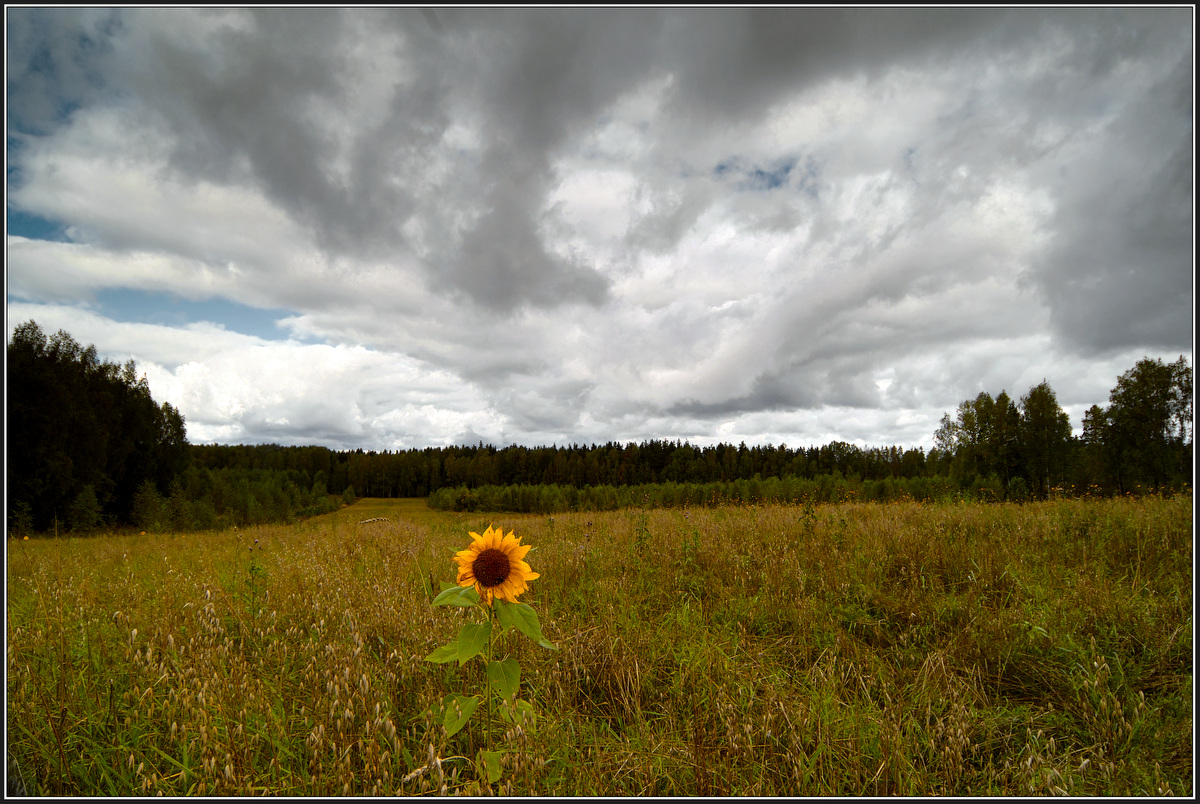 photo "***" tags: landscape, clouds, field, flowers, summer