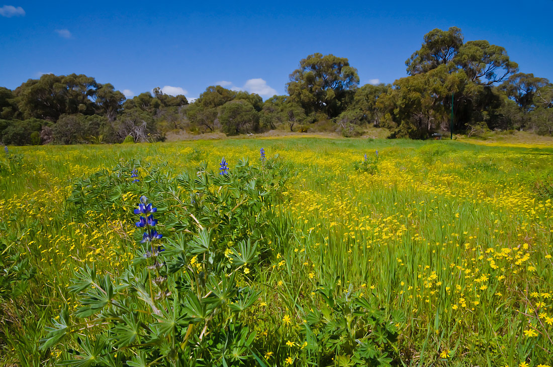 photo "***" tags: landscape, field, flowers, sky, tree