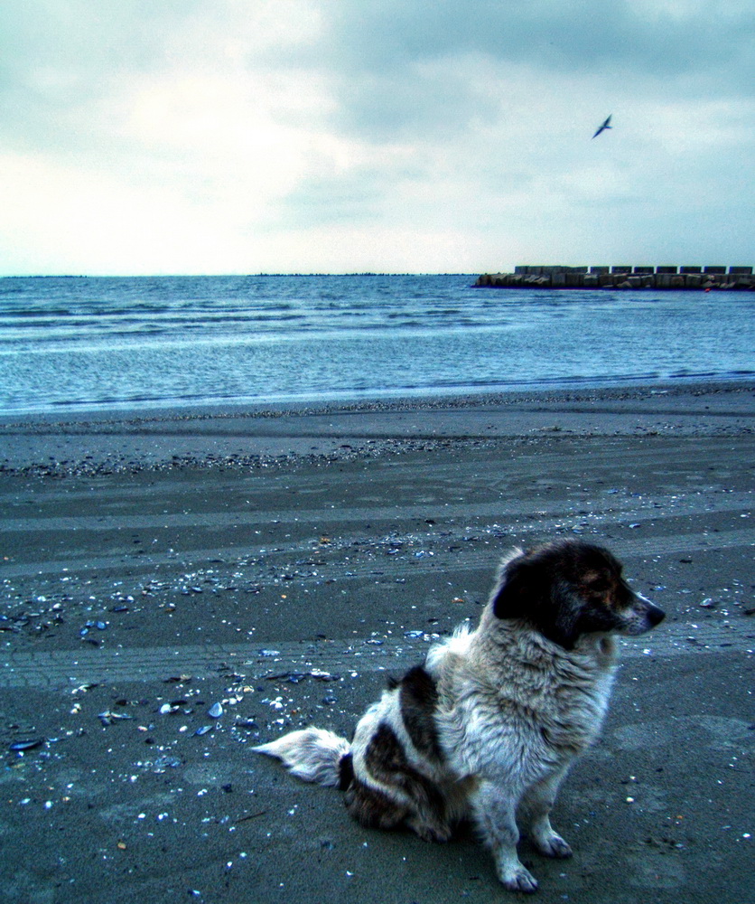 photo "Lonely" tags: landscape, still life, travel, autumn, dog, sea, water