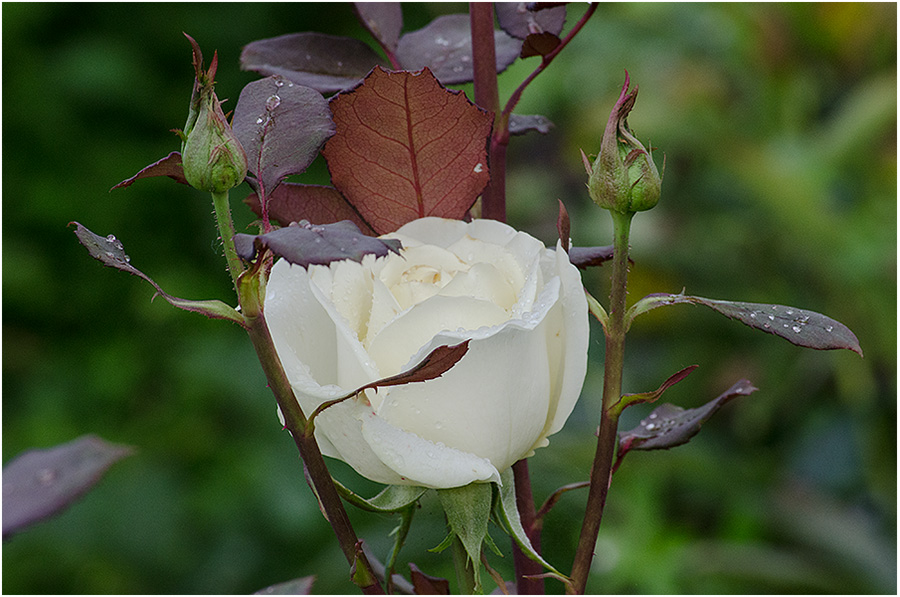 photo "***" tags: nature, autumn, flowers