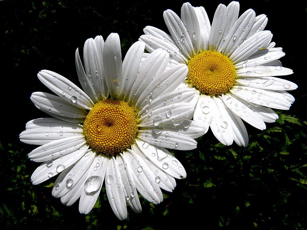 photo "***" tags: nature, macro and close-up, drop, flowers, spring