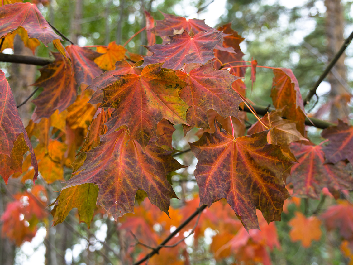 фото "Первые краски осени" метки: макро и крупный план, природа, лес, осень