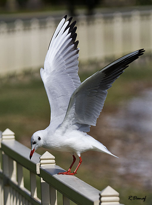 photo "Just landed" tags: nature, 