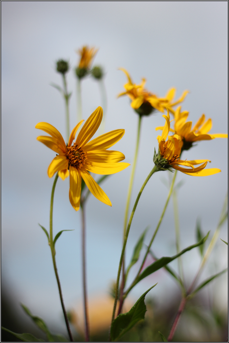 photo "***" tags: nature, flowers