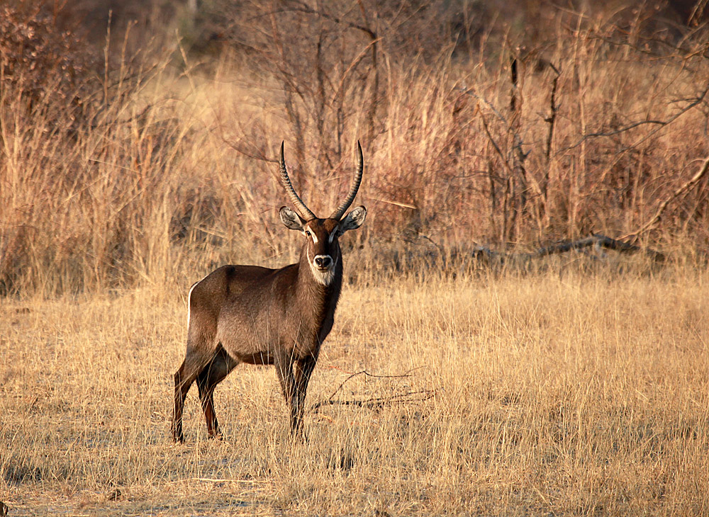 фото "Waterbuck." метки: природа, путешествия, 