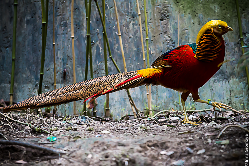 photo "Golden Pheasant" tags: nature, 