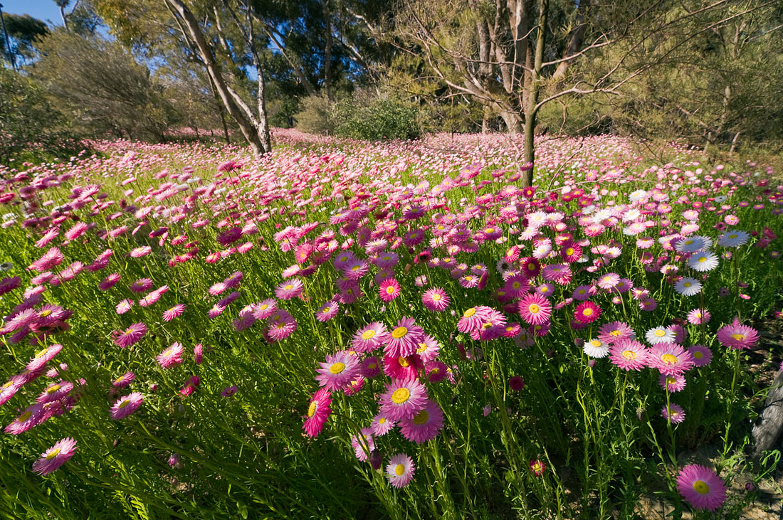photo "The sea of flowers" tags: landscape, nature, flowers, forest