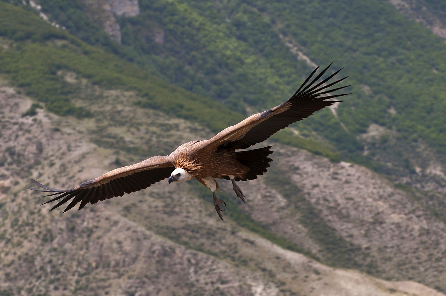 photo "***" tags: nature, look, mountains, wild animals, wings, Сип, размах