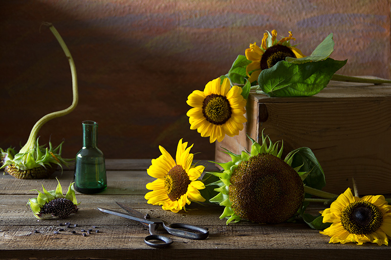 photo "***" tags: still life, elena alimova, sunflowers