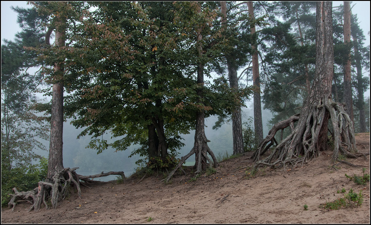 фото "осенняя прогулка в тумане" метки: пейзаж, природа, 