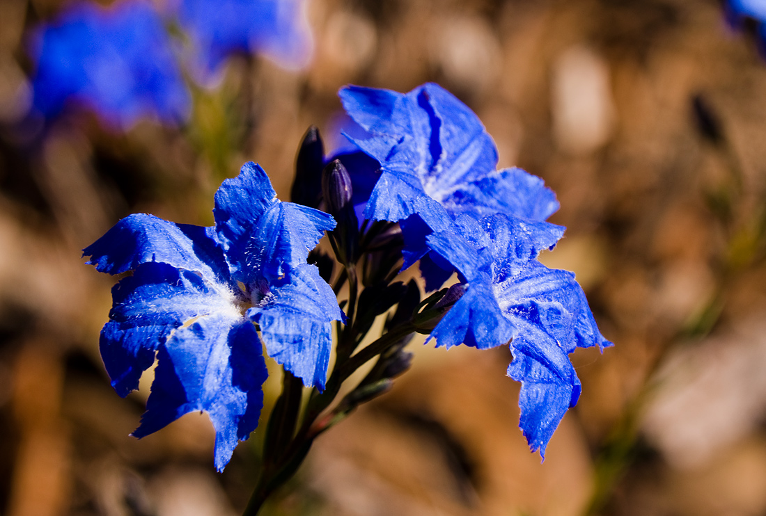 photo "Wild blue" tags: nature, macro and close-up, flowers