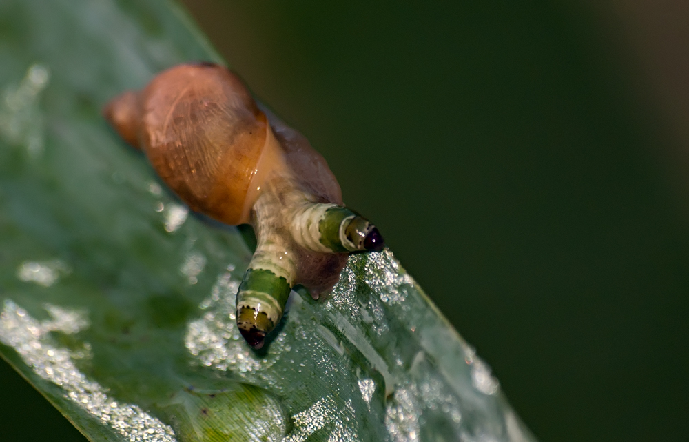 photo "***" tags: nature, macro and close-up, гадость, паразит, тошниловка, фукакая