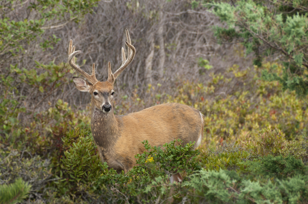 photo "White-tailed deer (Odocoileus virginianus)" tags: nature, landscape, autumn, forest, wild animals