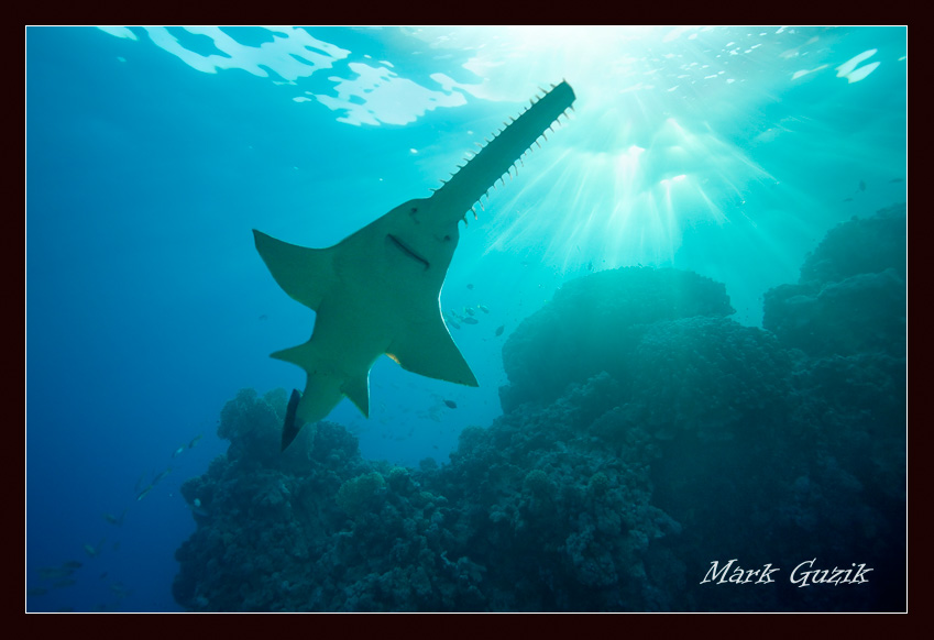 photo "Sunbathing" tags: underwater, 