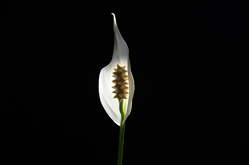 photo "***" tags: nature, abstract, 