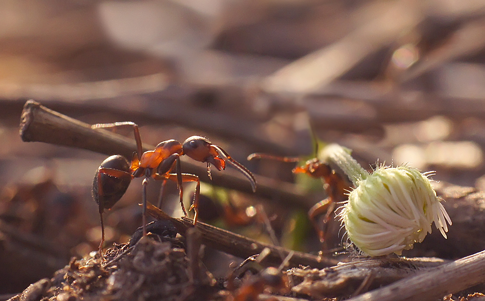 Жизнь насекомых весной. Насекомые весной. Насекомые осенью. Насекомые весной муравьи. Первые весенние насекомые.