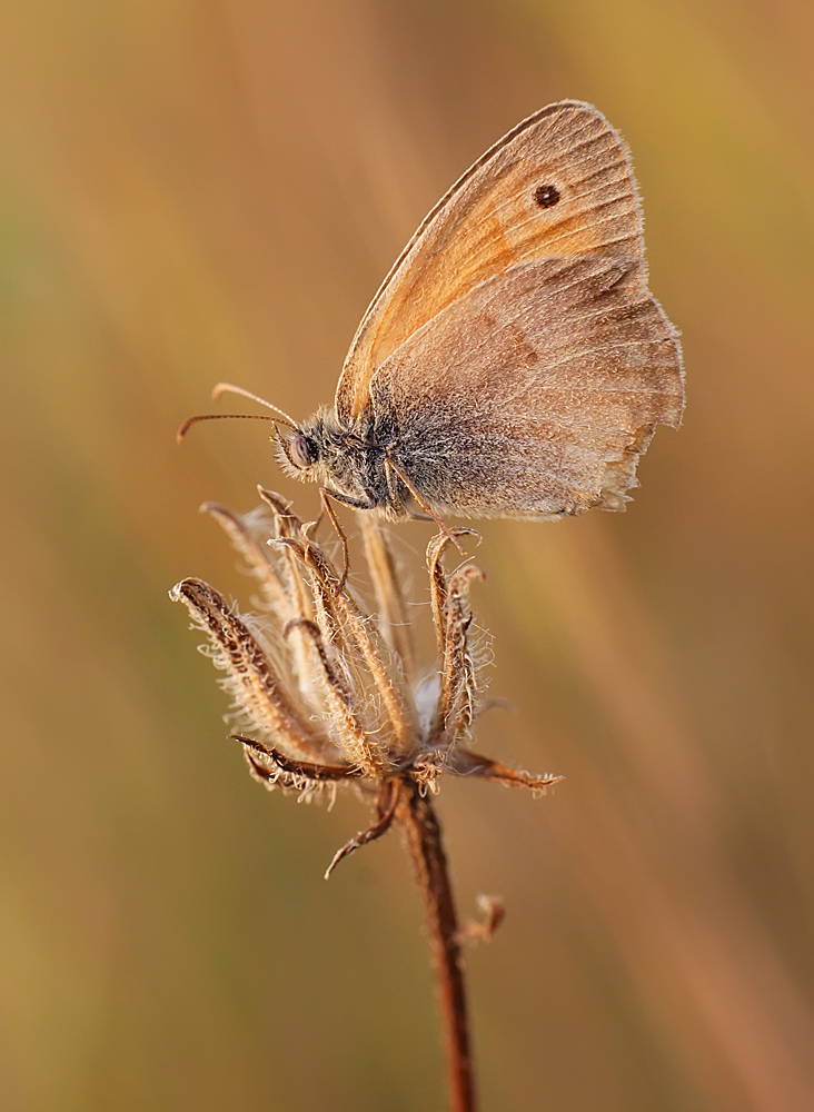 photo "бабочка" tags: macro and close-up, nature, autumn, butterfly, insect