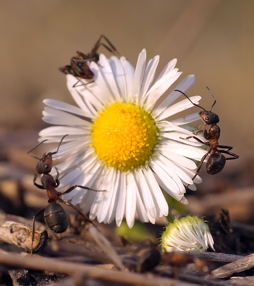 photo "муравьи" tags: macro and close-up, nature, ant, autumn, insect