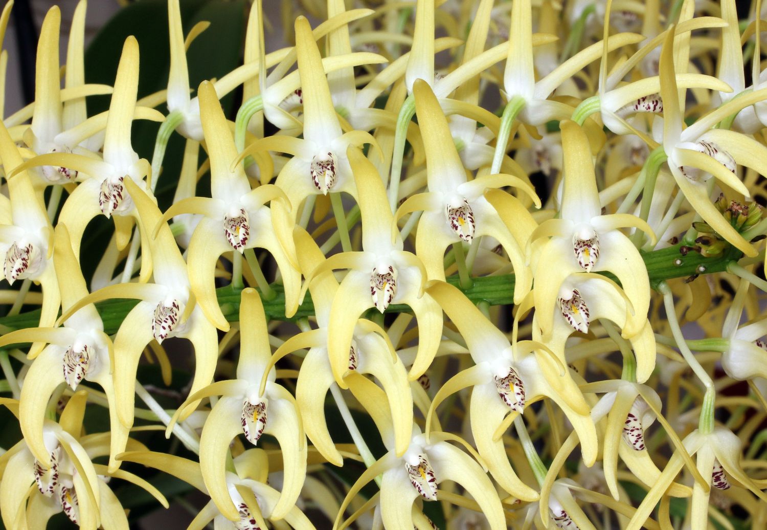 photo "Dendrobium speciosum" tags: nature, flowers, spring